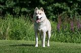 SIBERIAN HUSKY 939